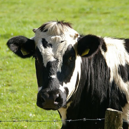 Dairy Farming: Can You Milk It?