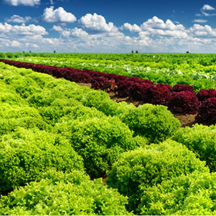 Vegetable Farmer