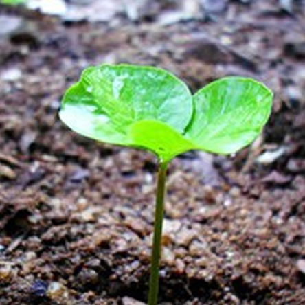 A Career in Horticulture