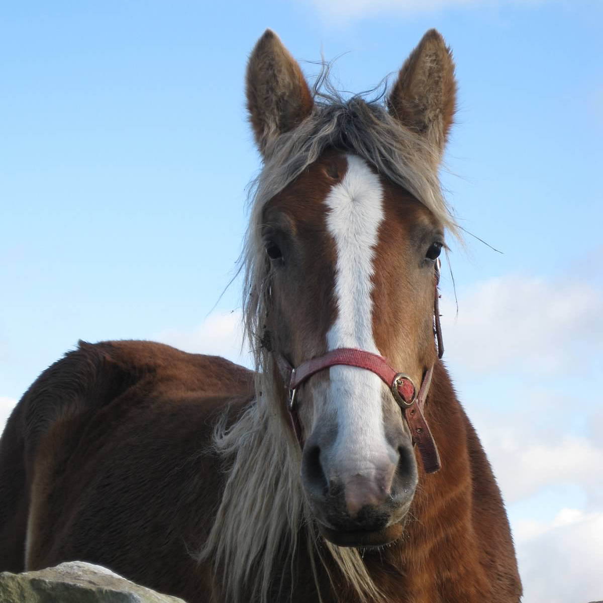 Horse Racing Industry Careers