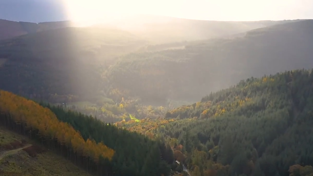 Coillte