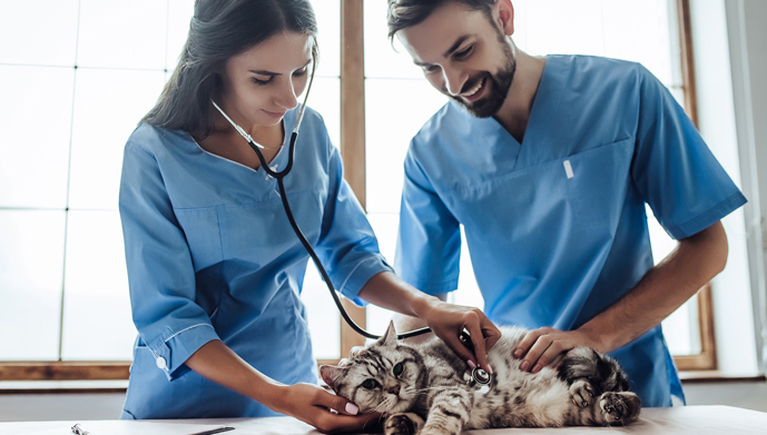 Training as a Vet