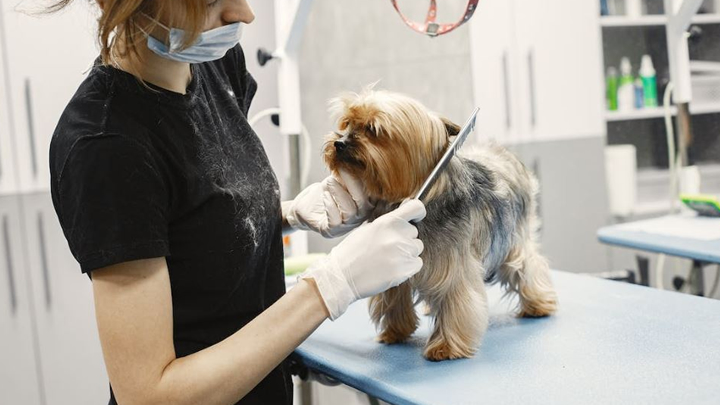 Enterprising Businesses in Animal Care